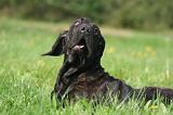 FILA BRASILEIRO 052